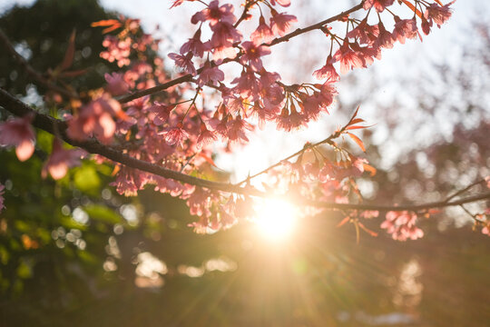 Thai Sakura (Prunus cerasoides) with the warm light of the morning sun
