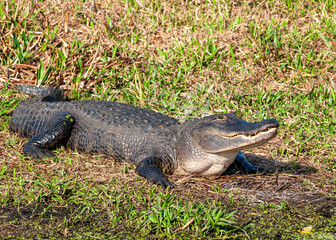 Large Alligator, Alligator mississippiensis, on a grassy shore in Kissimmee Preserve State Park in Florida. Full body profile with its head lifted to reveal the jaws teeth, legs and body.