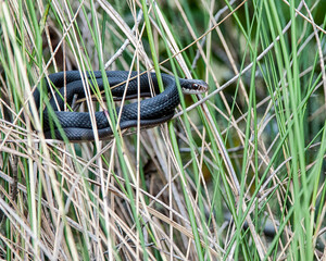 Eastern black racer, Coluber constrictor, suspended in tall reeds on the shore of a wetland. Coiled.