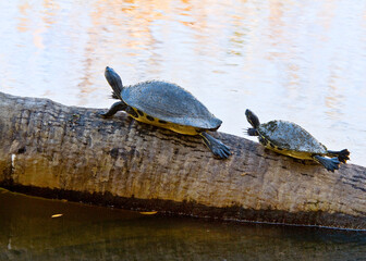 Obraz premium Two cooters, Pseudemy spp, basking on tree trunk in a wetland in Florida. Feet extended to absorb the sun's rays. Isolated against a light background.