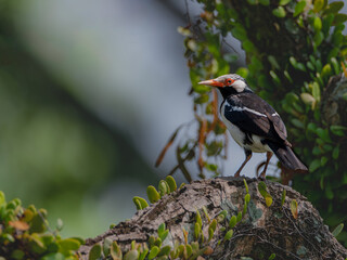  pied myna is a species of starling found in the Indian subcontinent. It is usually found in small groups mainly on the plains and low foothills. It is often seen within cities and villages