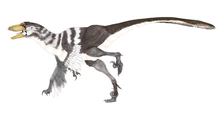 Obraz na płótnie Canvas 白亜紀後期、最後に残った大型のドロマエオサウルスのひとつ。前肢に羽毛の痕跡の可能性が残っている。 