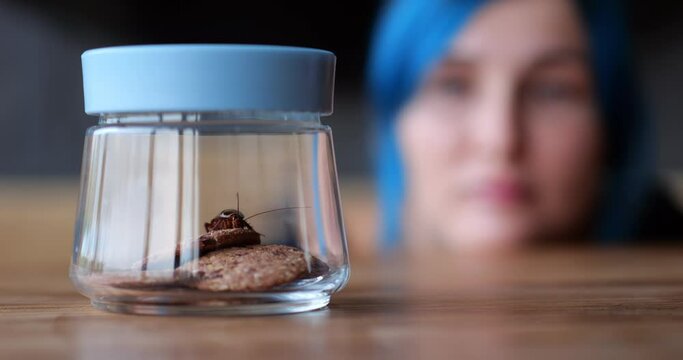 Large cockroach sits in glass jar and eats cookies, moving its antennae. Young woman looks at insect, blurred face visible in background. Pest bug was found at kitchen, trapped in transparent