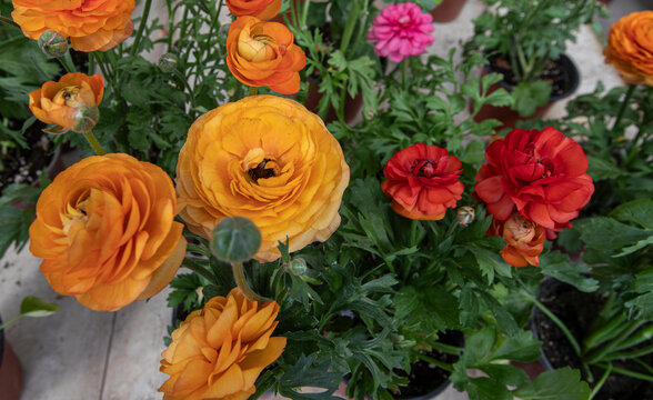 Ranunculus asiaticus or Persian flower red, yellow flowers. Many flowers for Women's Day. Flower for Mother's Day.