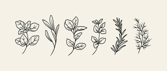 Line art herbs collection. Botanical illustration © Maria