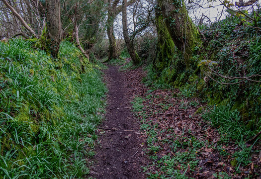 Foothpath in a Cornish Rural Landscape 