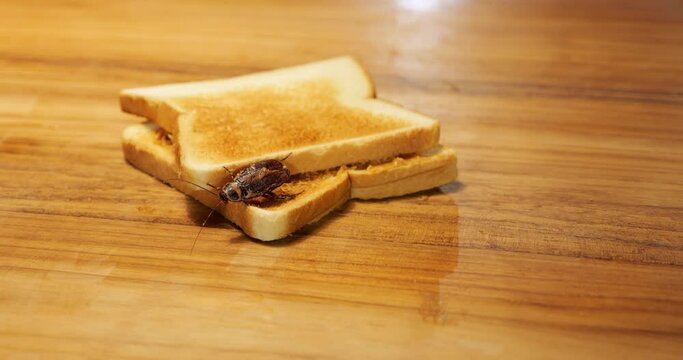 Cockroach covered in peanut butter sits on toasted bread sandwich it spoiled. Close up shot of someone's thrown away breakfast in dirty kitchen. beetle remains motionless, only antennae and head move