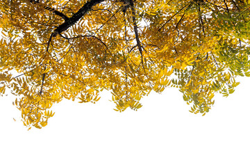 Yellow leaves on a branch on transparent