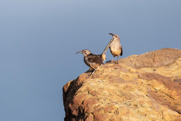 Two California Thrasher birds on sandstone boulder at Rocky Peak Park in Los Angeles County California. - obrazy, fototapety, plakaty