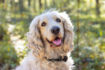 Portrait of a spaniel dog in summer forest. Hunting dog. - 777273331