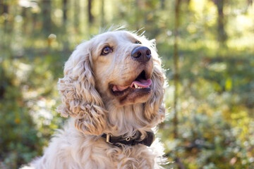 Portrait of a spaniel dog in summer forest. Hunting dog.