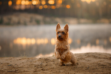 An attentive Australian Terrier dog sits on a sandy river shore, its gaze fixed in the distance under a hazy sky - 777276166