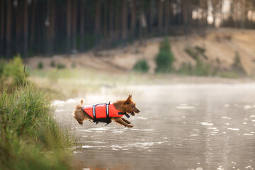 An Australian Terrier, donned in an orange life jacket, is captured mid-leap into the serene waters, epitomizing both the joy of play and importance of safety - 777276519