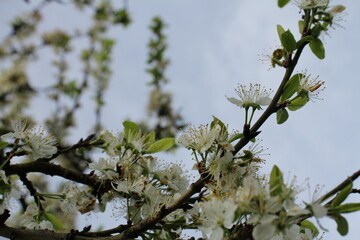 Apfelblüte