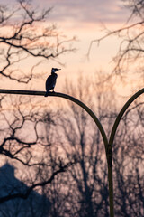 kormoran siedzi na latarni w mieście