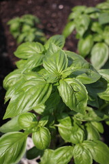 basil leaves in a garden