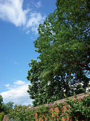 Obraz premium A tall and big tree on the right side of the photo behind a brick wall. The left isde is cloud and blue sky