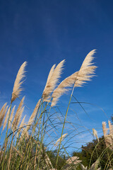 Obraz premium Sunlit White Plants Cortaderia Selloana