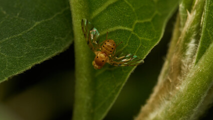 Small yellow fly perched on a green leaf.