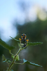 A yellow and black wasp perched on a flower
