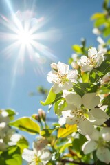 a sunny day take a photo of a flowering tree with white blossoms, 