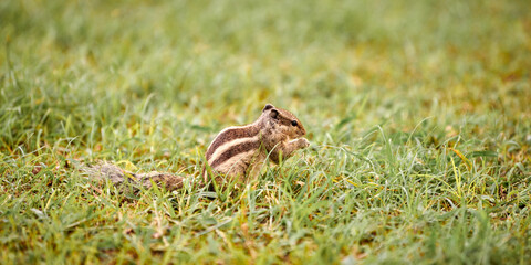 Charming little chipmunk sitting on green grass lawn and eats nuts, fluffy tailed tiny park dweller...