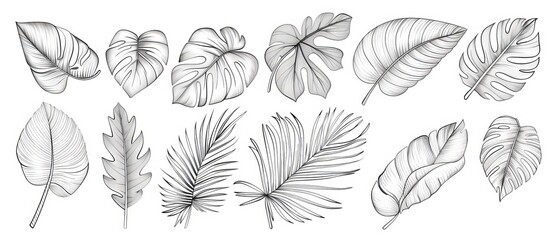 Black and white black and white drawings contour simple style of tropical leaves. These can be used for branding, logos, or prints.