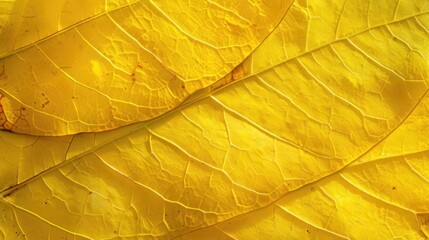 Close up of yellow leaf texture. Nature and environment concept