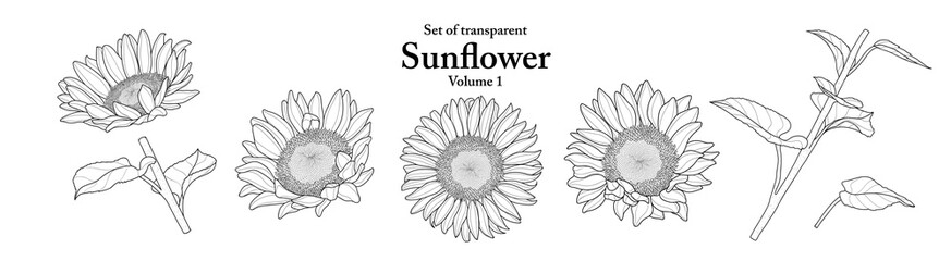 A series of isolated flower in cute hand drawn style. Sunflower in black outline on transparent background. Drawing of floral elements for coloring book or fragrance design. Volume 1.