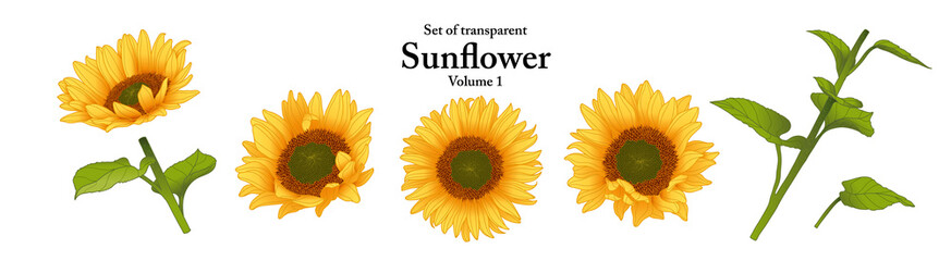 A series of isolated flower in cute hand drawn style. Sunflower in vivid colors on transparent background. Drawing of floral elements for coloring book or fragrance design. Volume 1.