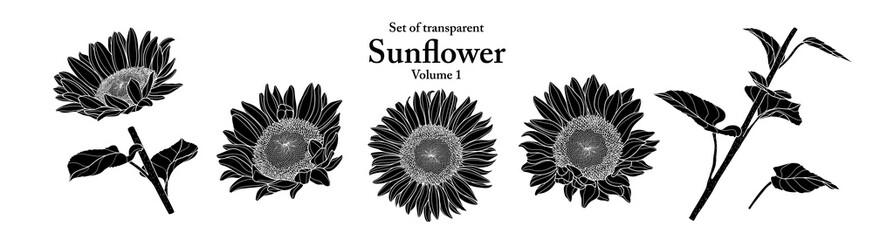 A series of isolated flower in cute hand drawn style. Silhouette Sunflower on transparent background. Drawing of floral elements for coloring book or fragrance design. Volume 1.