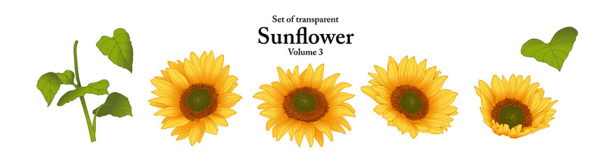 A series of isolated flower in cute hand drawn style. Sunflower in vivid colors on transparent background. Drawing of floral elements for coloring book or fragrance design. Volume 3.