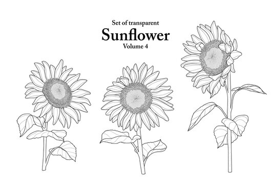 A series of isolated flower in cute hand drawn style. Sunflower in black outline on transparent background. Drawing of floral elements for coloring book or fragrance design. Volume 4.