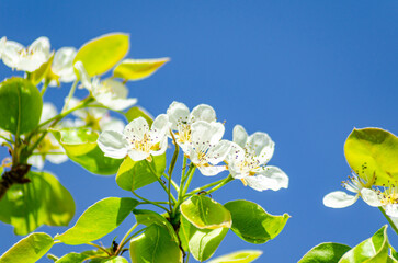 close-up view of cherry blossoms in spring with blue sky in the background