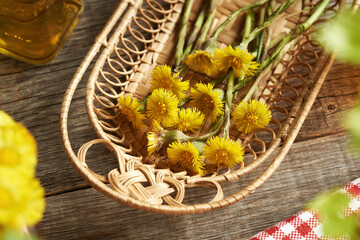 Fresh coltsfoot or Tussilago flowers harvested in spring in a basket on a table - obrazy, fototapety, plakaty