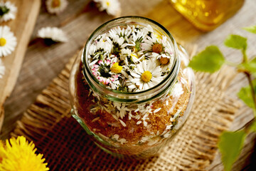 A jar filled with fresh lawn daisy flowers and cane sugar - preparation of homemade herbal syrup