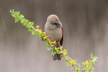 Bay winged Cowbird in Calden forest environment, La Pampa Province, Patagonia, Argentina.