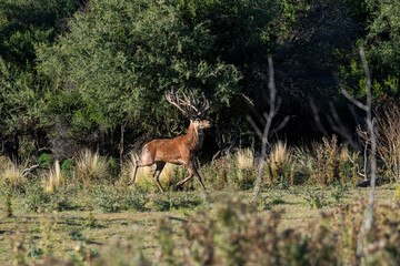 Naklejka na ściany i meble Red deer in Calden Forest environment, La Pampa, Argentina, Parque Luro, Nature Reserve
