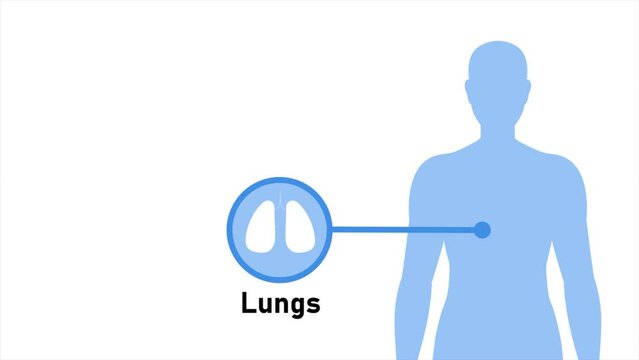 Animation of Human body about Lungs, healthcare and medical science animation, presentation concept on white background