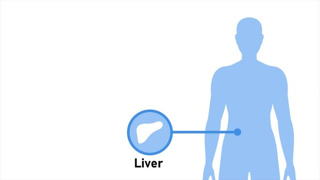 Animation of Human body about Liver, healthcare and medical science animation, presentation concept on white background