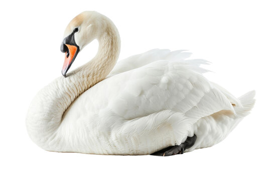 Majestic Swan isolated on transparent background