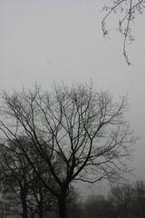 tree in the fog