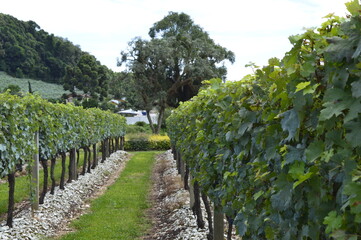 Naklejka premium Fileira de parreiras