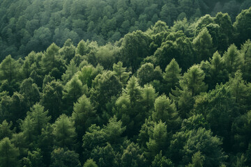 Fototapeta premium Treetops view in lush green