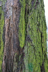 tree texture