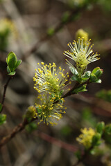 blossoming willow branch in spring, close-up photo
