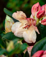 Close-up with a rhododendron blooming in the Springtime