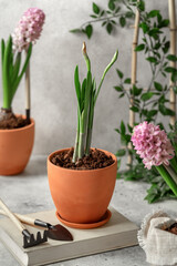 Pink hyacinth flowers stand on a gray table. Potted house plants on a light background. Gardening in the house