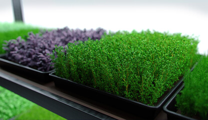Hydroponic agriculture. Indoor microgreens vertical farm. Spice, salad and seasoning. Parsley, dill, basil, onion, rosemary, mint, thyme. Plant factory. Led lights. 3d illustration.