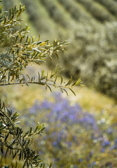 Olive flower branch close up in a tree plantation, young plants, ecological plantation, biodynamic agriculture